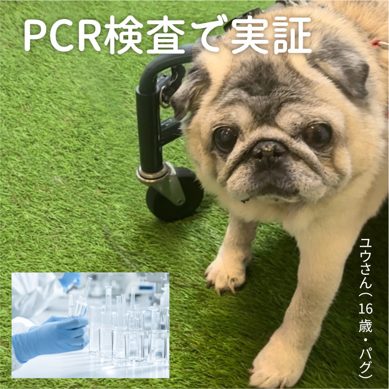 PCR�����Ŏ���